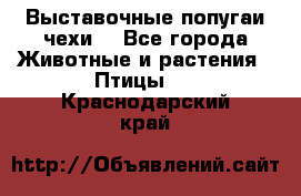 Выставочные попугаи чехи  - Все города Животные и растения » Птицы   . Краснодарский край